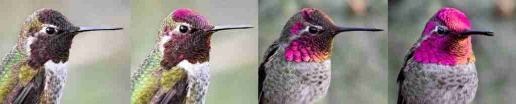 What Is the Essence of Iridescence? Ask a Hummingbird