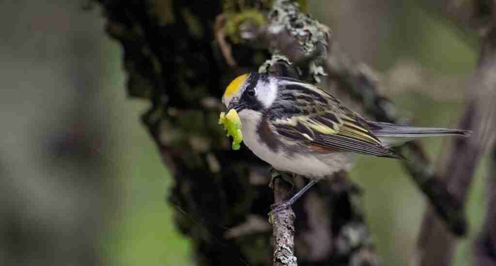 How to Photograph Fidgety Warblers How to Photograph Fidgety Warblers
