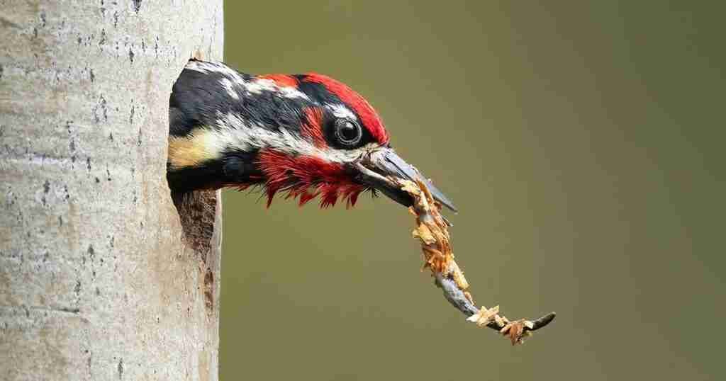 The 2023 Audubon Photography Awards: The Top 100 The 2023 Audubon Photography Awards: The Top 100