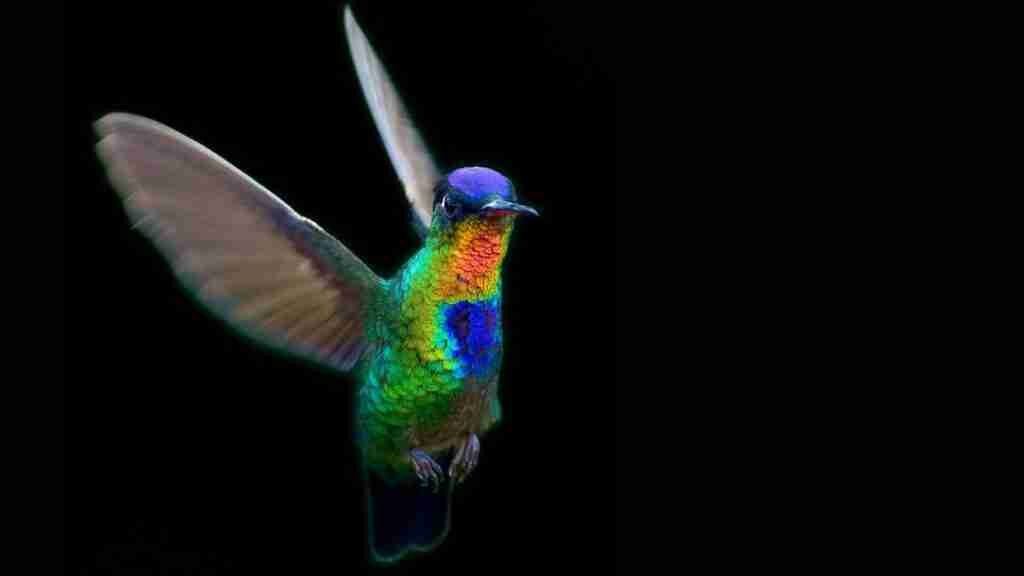 Living Bird Summer 2023—Table Of Contents