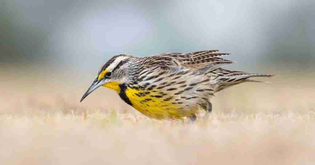 Senate Confirms Xochitl Torres Small as Deputy Secretary of Agriculture Senate Confirms Xochitl Torres Small as Deputy Secretary of Agriculture