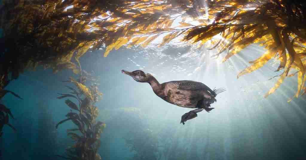 A Photographer Documents Kelp Forests’ Decline and Efforts to Bring Them Back A Photographer Documents Kelp Forests’ Decline and Efforts to Bring Them Back