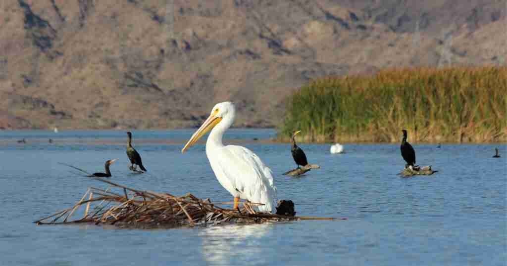 Short-term Federal Management on Colorado River Needs Long-term Outlook Short-term Federal Management on Colorado River Needs Long-term Outlook