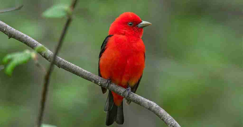 Legislation to Bolster Hemispheric Bird Conservation Reintroduced in the U.S. House