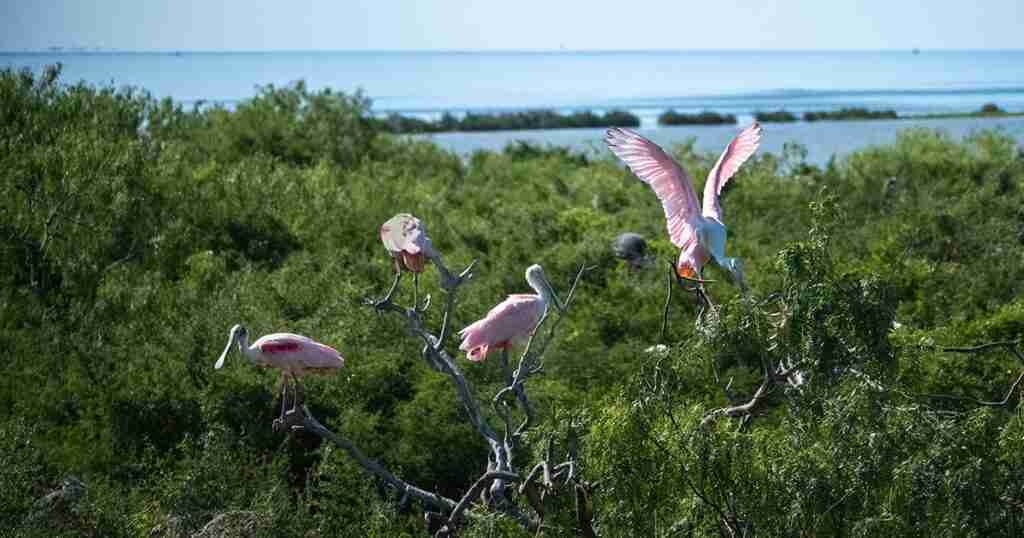 Celebrate Audubon Texas’s Centennial with a Virtual Tour of the Coast Celebrate Audubon Texas’s Centennial with a Virtual Tour of the Coast