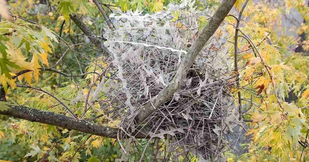 Apparently Magpies and Crows Are Using “Anti-Bird Spikes” to Make Their Nests Apparently Magpies and Crows Are Using “Anti-Bird Spikes” to Make Their Nests
