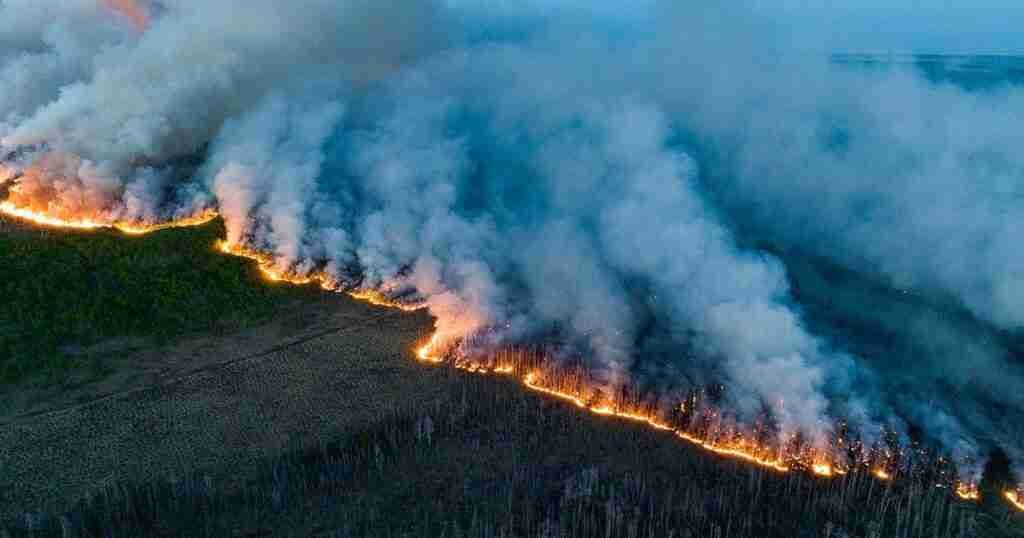 How Do Wildfires in Canada’s Boreal Forest Affect Birds Across the Continent?