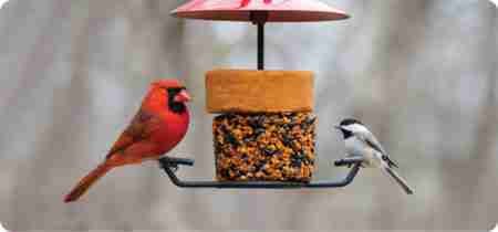 Thankful for Our Birds