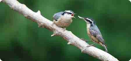 The Joy of Nesting Birds The Joy of Nesting Birds