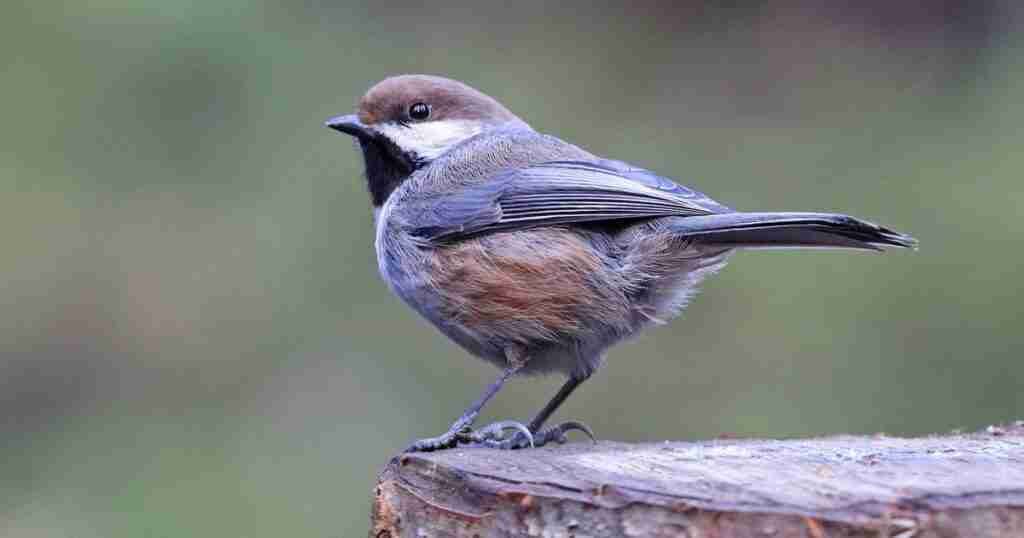 Boreal Forest Experiences Record-breaking Wildfire Season