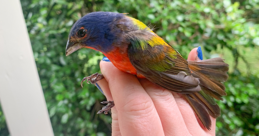 ‘Old Man Bunting’ Nearly Breaks the Age Record for Painted Buntings ‘Old Man Bunting’ Nearly Breaks the Age Record for Painted Buntings