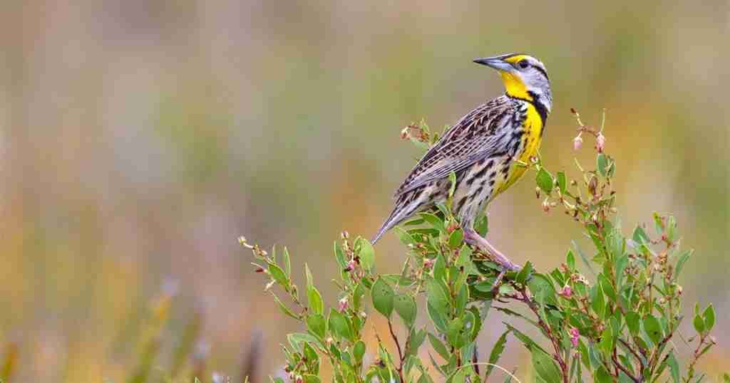 National Audubon Society Names Krysten Zummo its Grassland Ecologist for Minnesota National Audubon Society Names Krysten Zummo its Grassland Ecologist for Minnesota