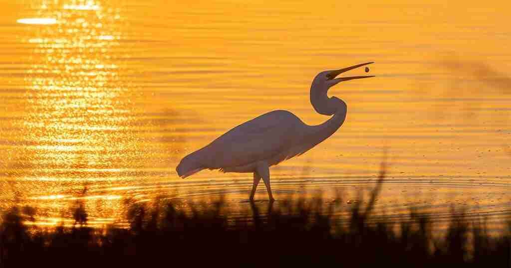 Audubon’s 2024 Bird Budget: Federal Investments to Bring Birds Back Audubon’s 2024 Bird Budget: Federal Investments to Bring Birds Back