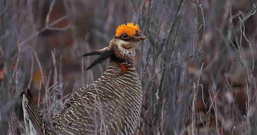 House Vote to End Lesser-Prairie Chicken Protections Ignores Clear Science House Vote to End Lesser-Prairie Chicken Protections Ignores Clear Science