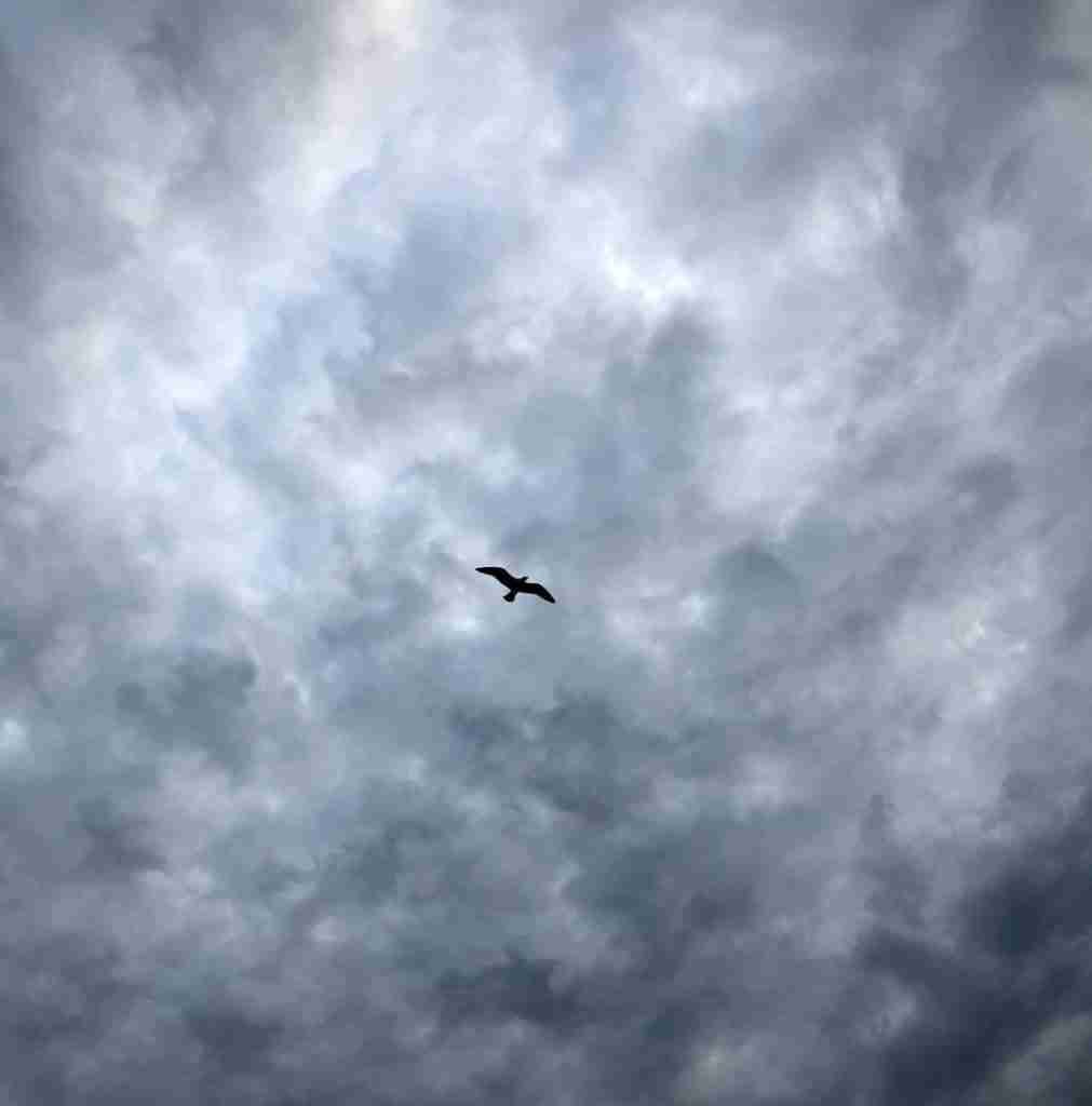 Birds Brave Hurricane Idalia: Remarkable Resilience Revealed! Birds Brave Hurricane Idalia: Remarkable Resilience Revealed!