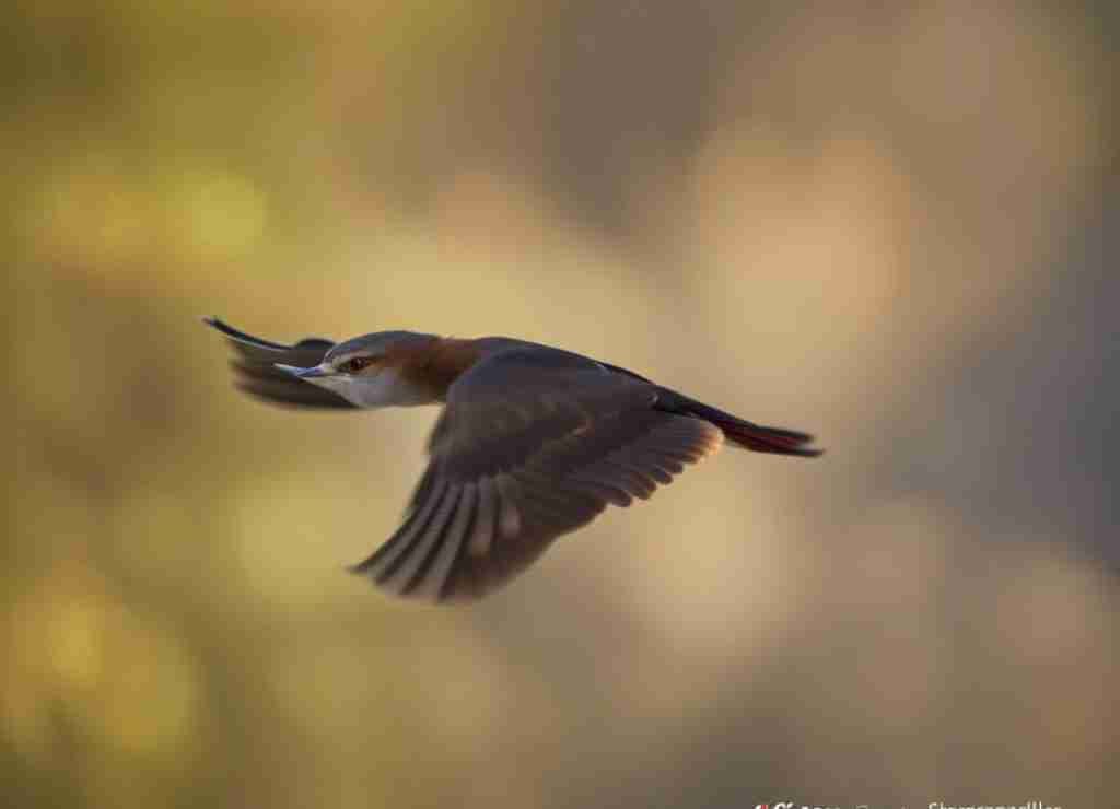 The Amazing Memory Skills of Birds The Amazing Memory Skills of Birds