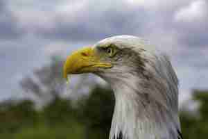 Close-up of a Bald Eagle's head.