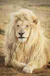 Majestic white lion lying down, facing camera.