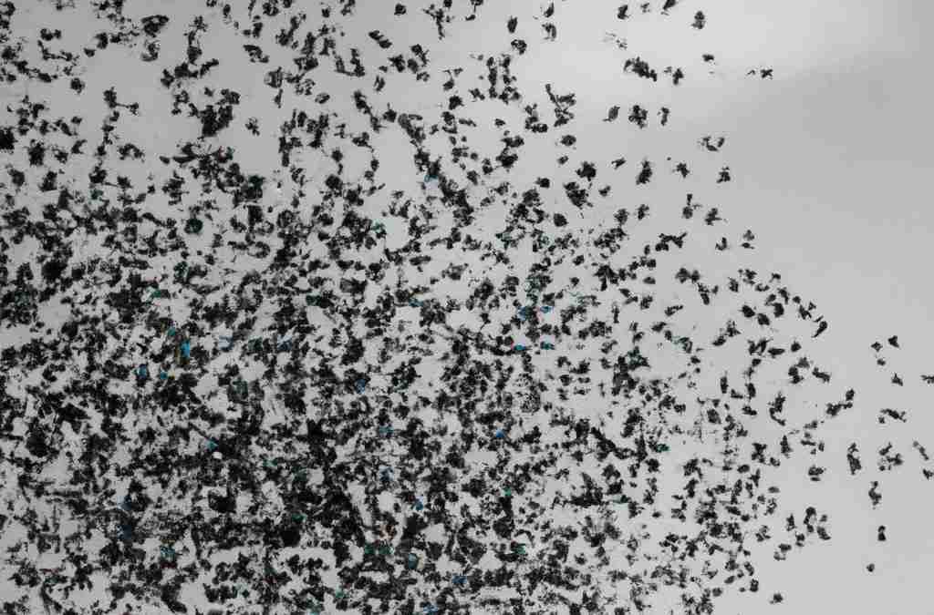 Starlings flying in synchronized patterns to avoid falcons