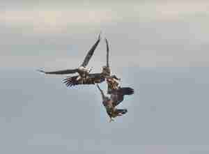 Eagles mid-air conflict against sky backdrop.