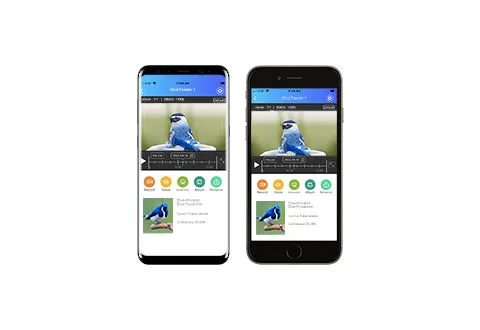 Two smartphones displaying bird identification app screens.